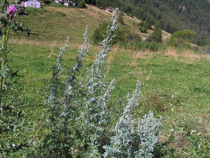 Artemisia absinthium L. / Assenzio vero